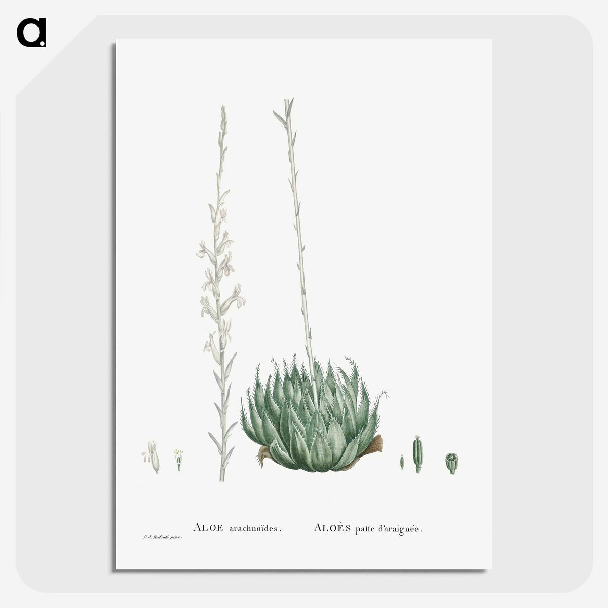 1-57_Histoire-des-Plantes-Grasses_picture-crop