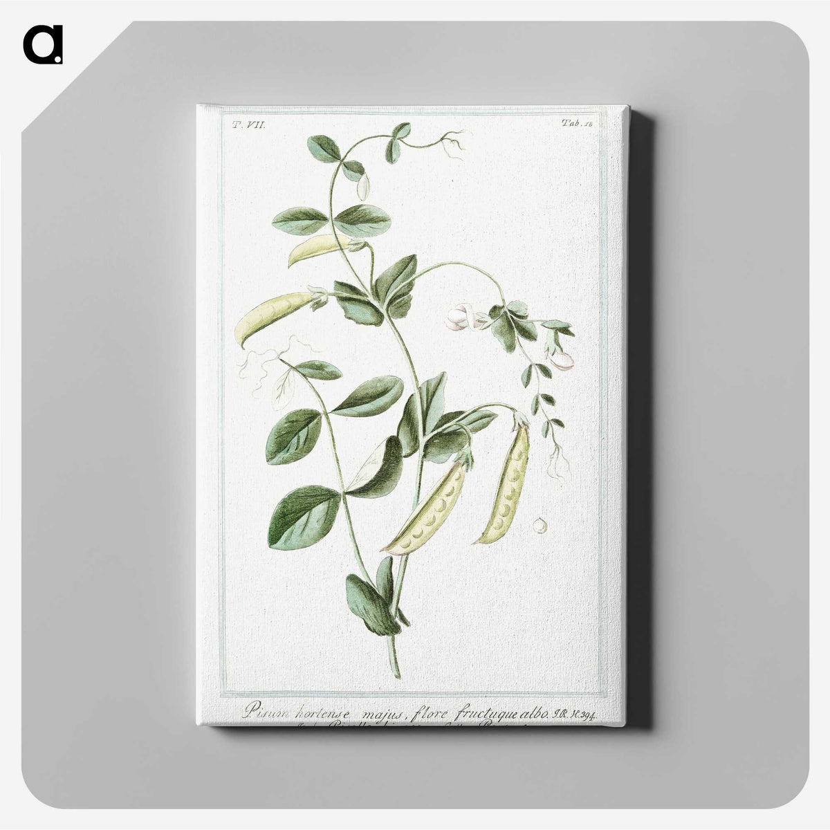 1-57_Hortus-Romanus-Botanical-Plates_canvas