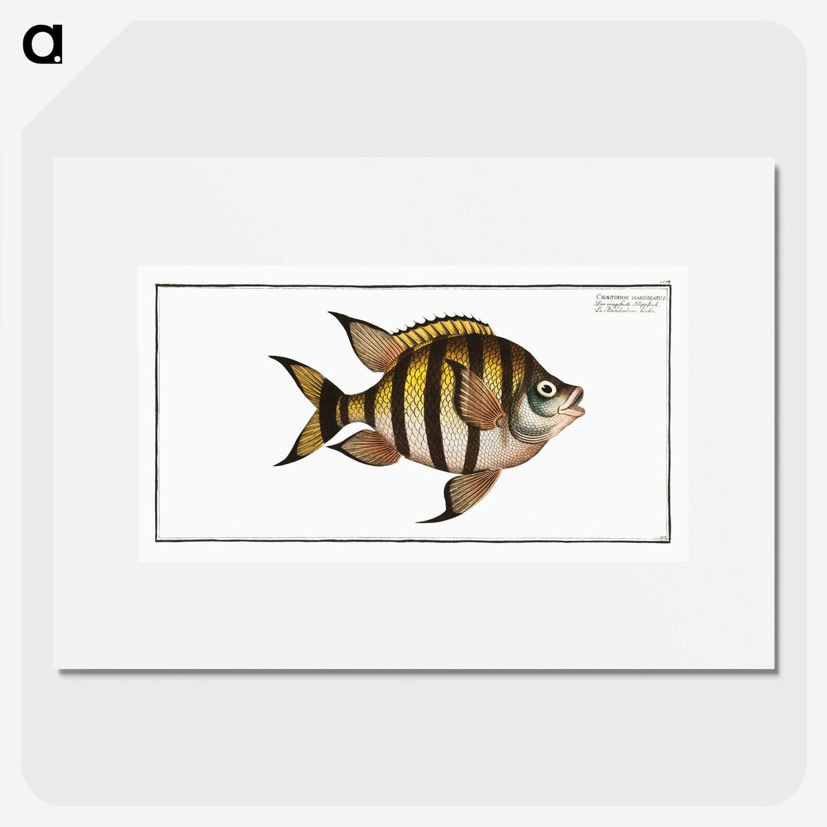 1-57_Ichtyologie-ou-Histoire-naturelle_picture