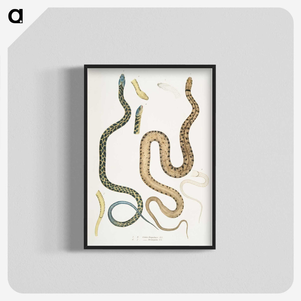 1-57_Indian-Zoology_blk-crop