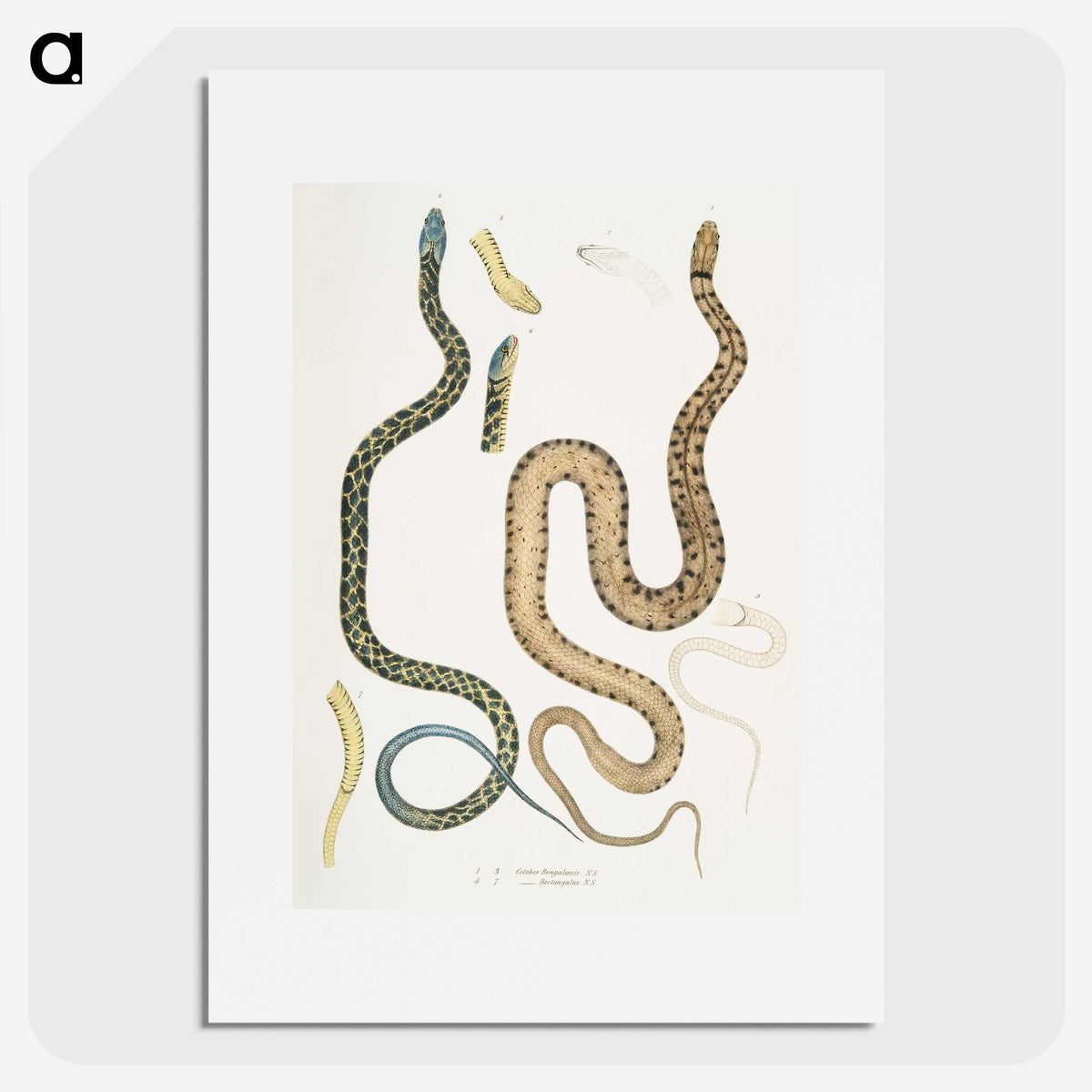 1-57_Indian-Zoology_picture