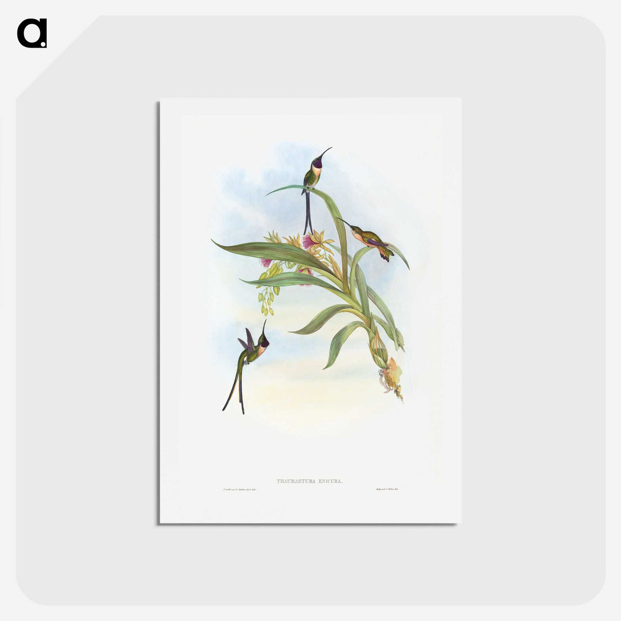 1-57_John-Gould_hagaki