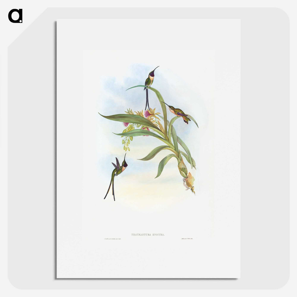 1-57_John-Gould_picture