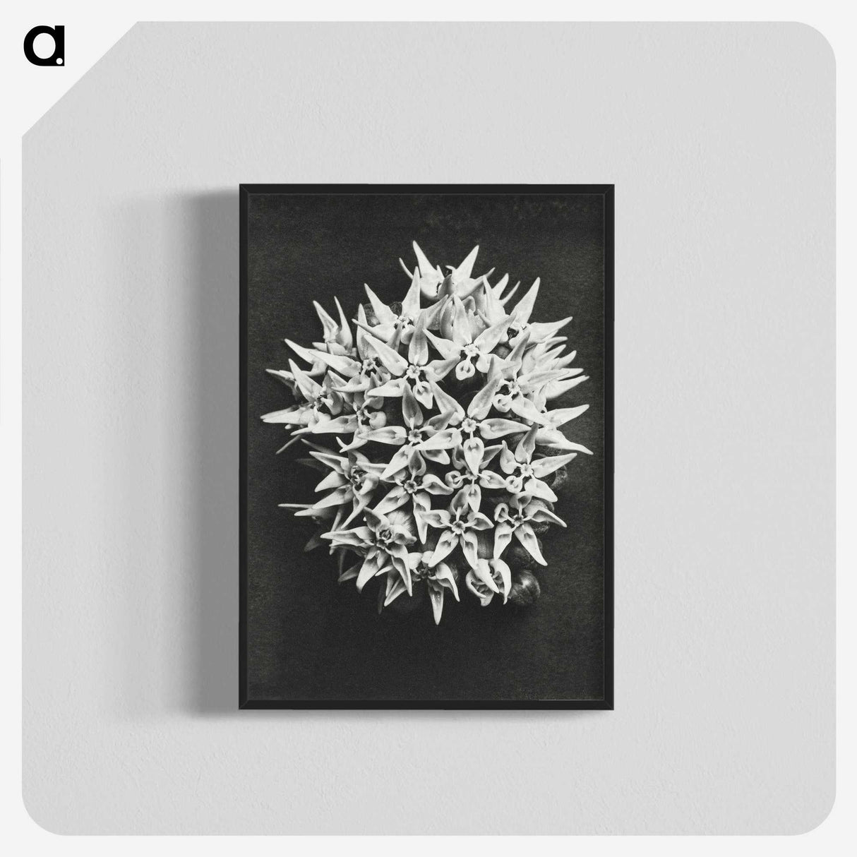 1-57_Karl-Blossfeldt_blk-crop