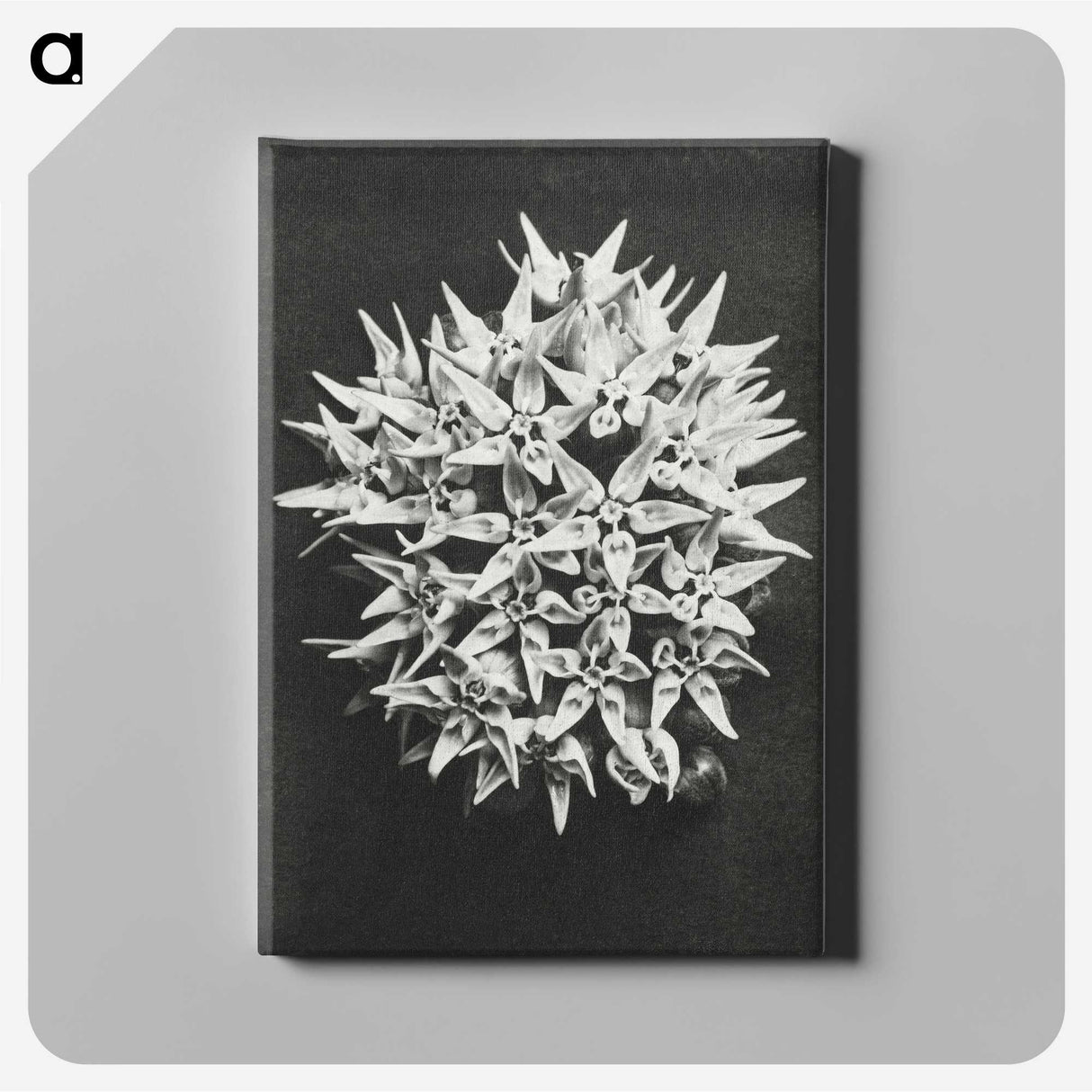 1-57_Karl-Blossfeldt_canvas