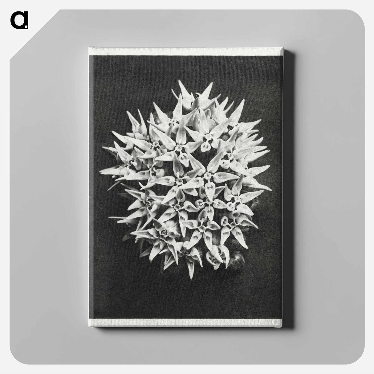 Asclepias speciosa - カール ブロスフェルト Canvas.