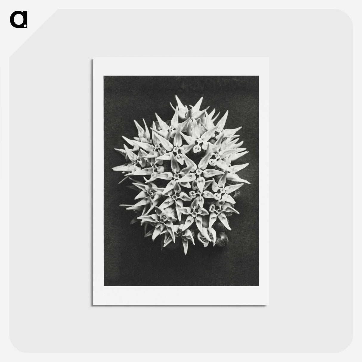 1-57_Karl-Blossfeldt_hagaki