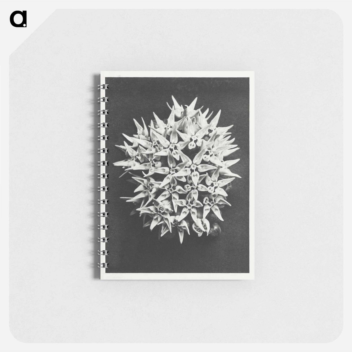 Asclepias speciosa - カール ブロスフェルト Memo.