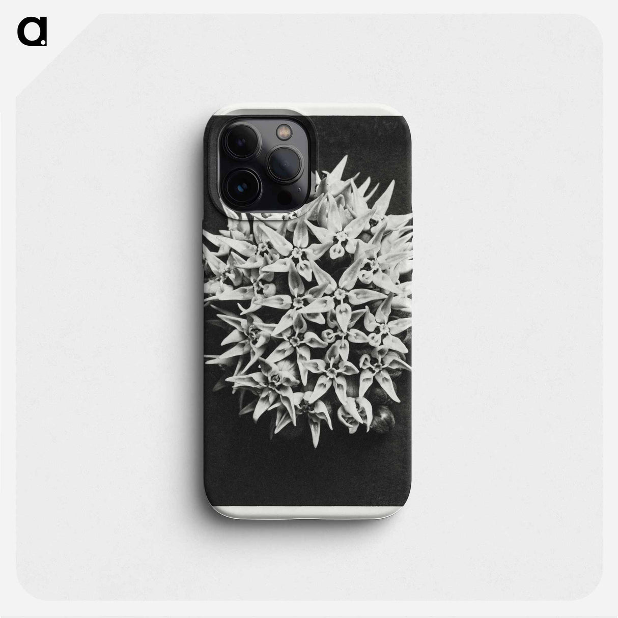 Asclepias speciosa - Karl Blossfeldt Phone Case.