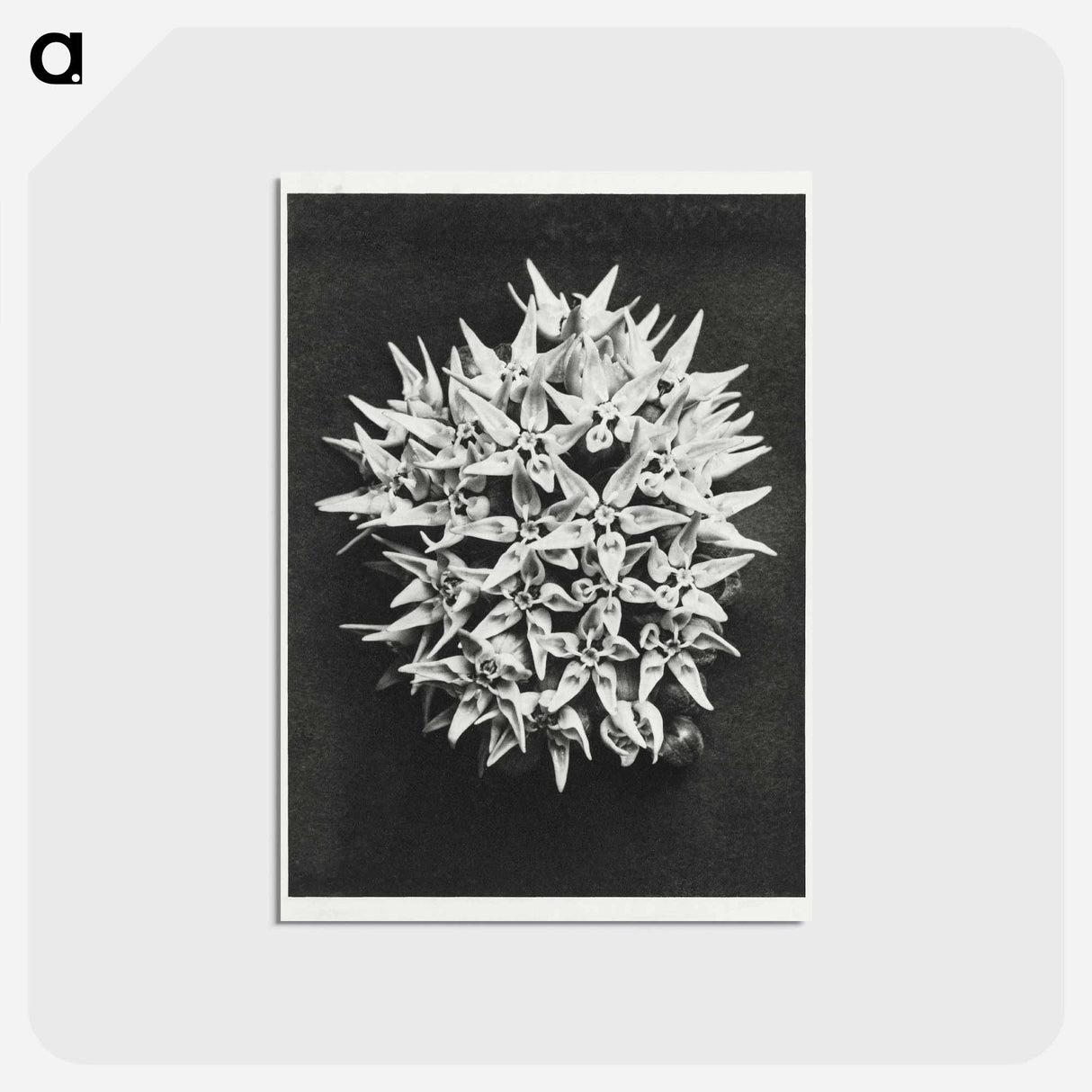 アートポストカード-Asclepias speciosa - カール ブロスフェルト Postcard.