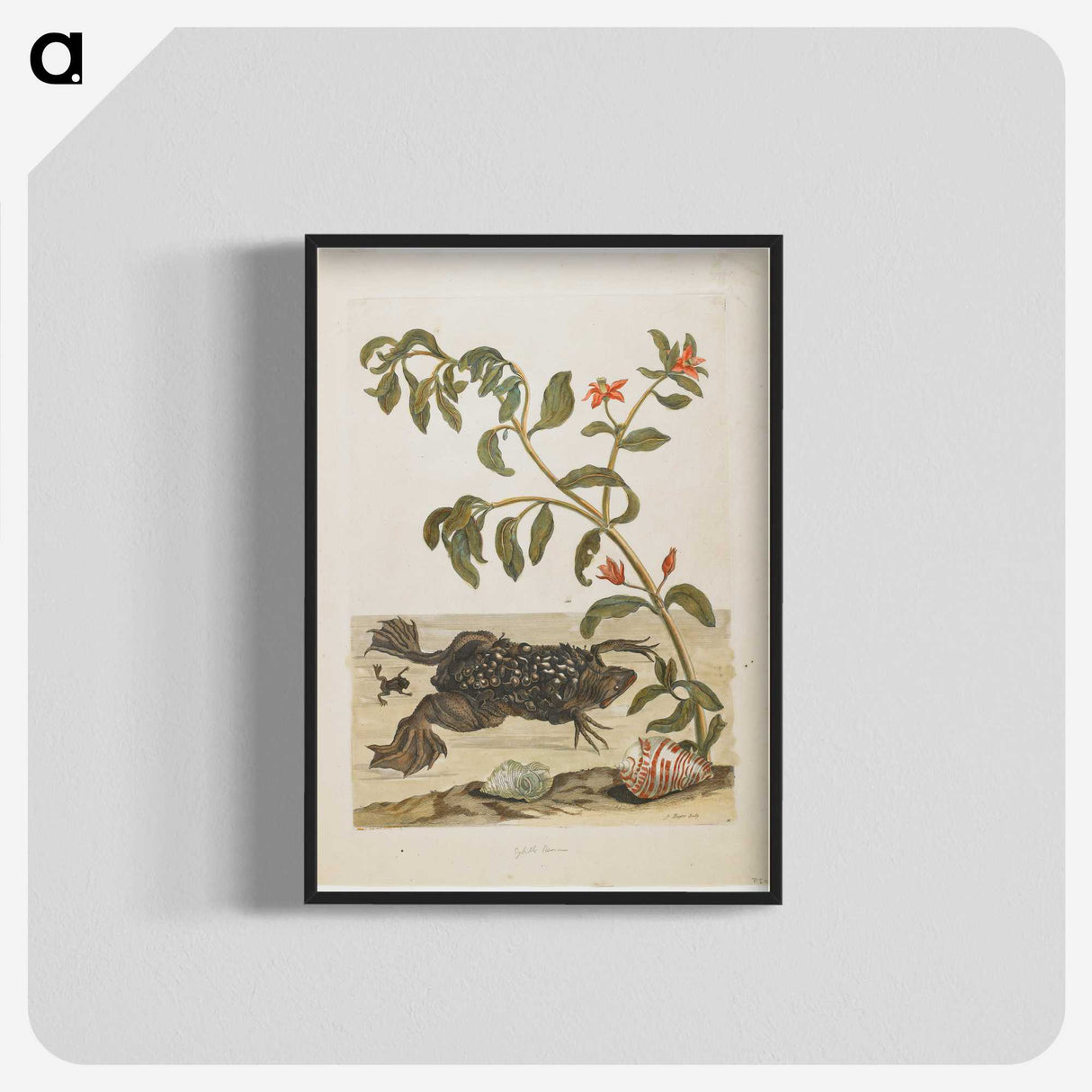1-57_Maria-Sibylla-Merian_blk-crop