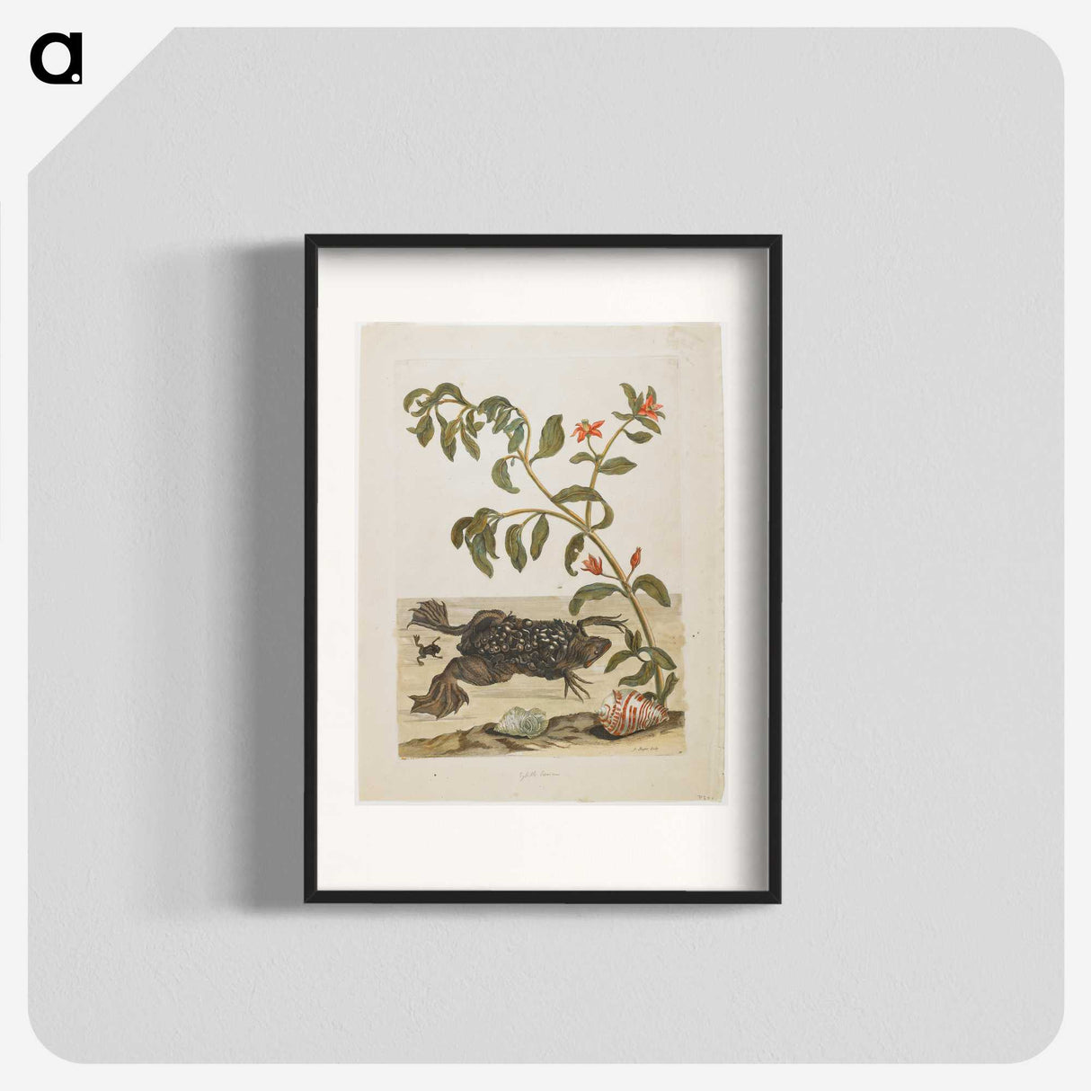 1-57_Maria-Sibylla-Merian_blk