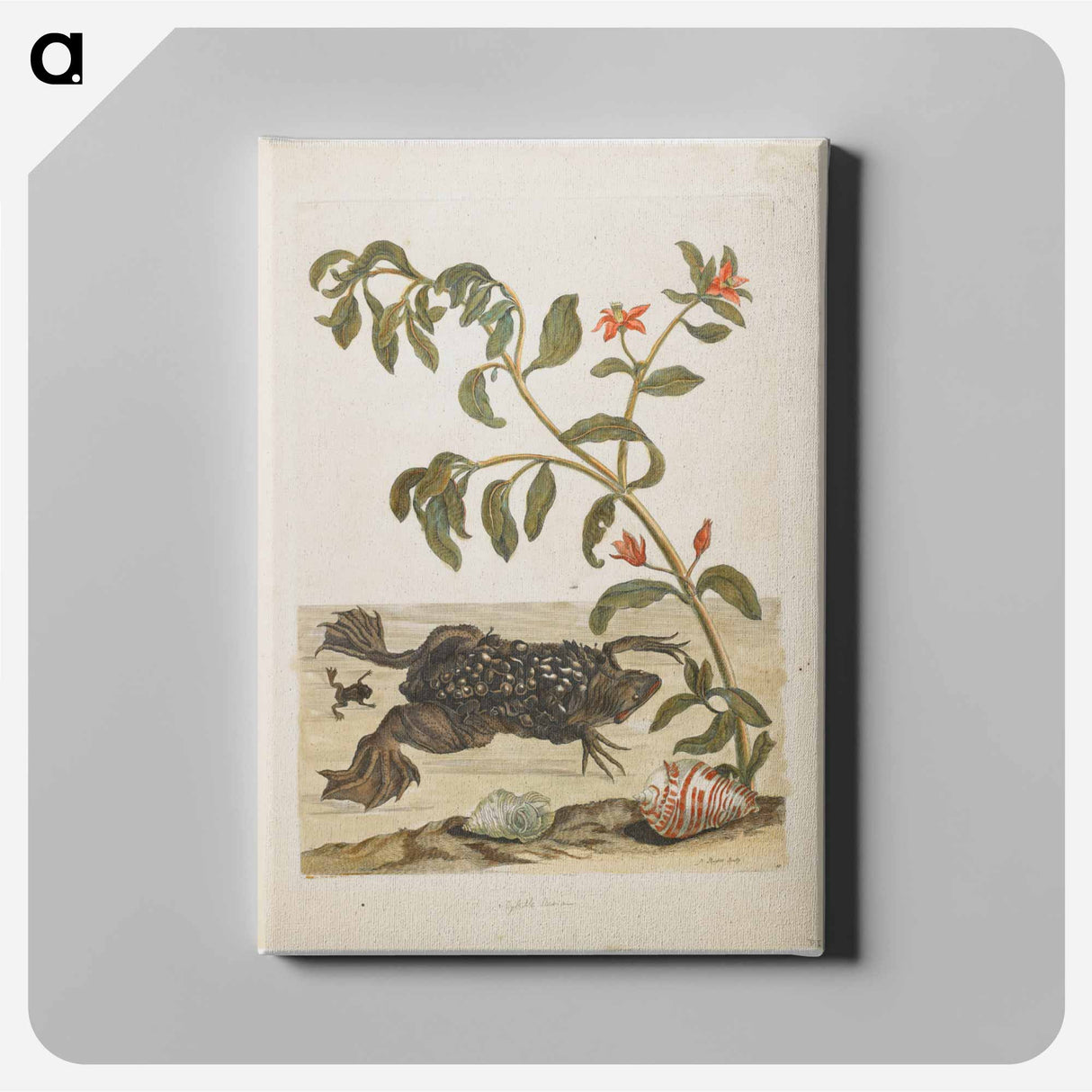 アートパネル-Plate 59
- マリア ジビーラ メーリアン Canvas.