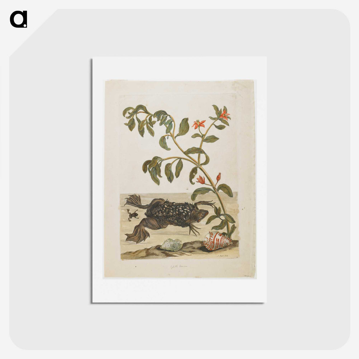 1-57_Maria-Sibylla-Merian_hagaki