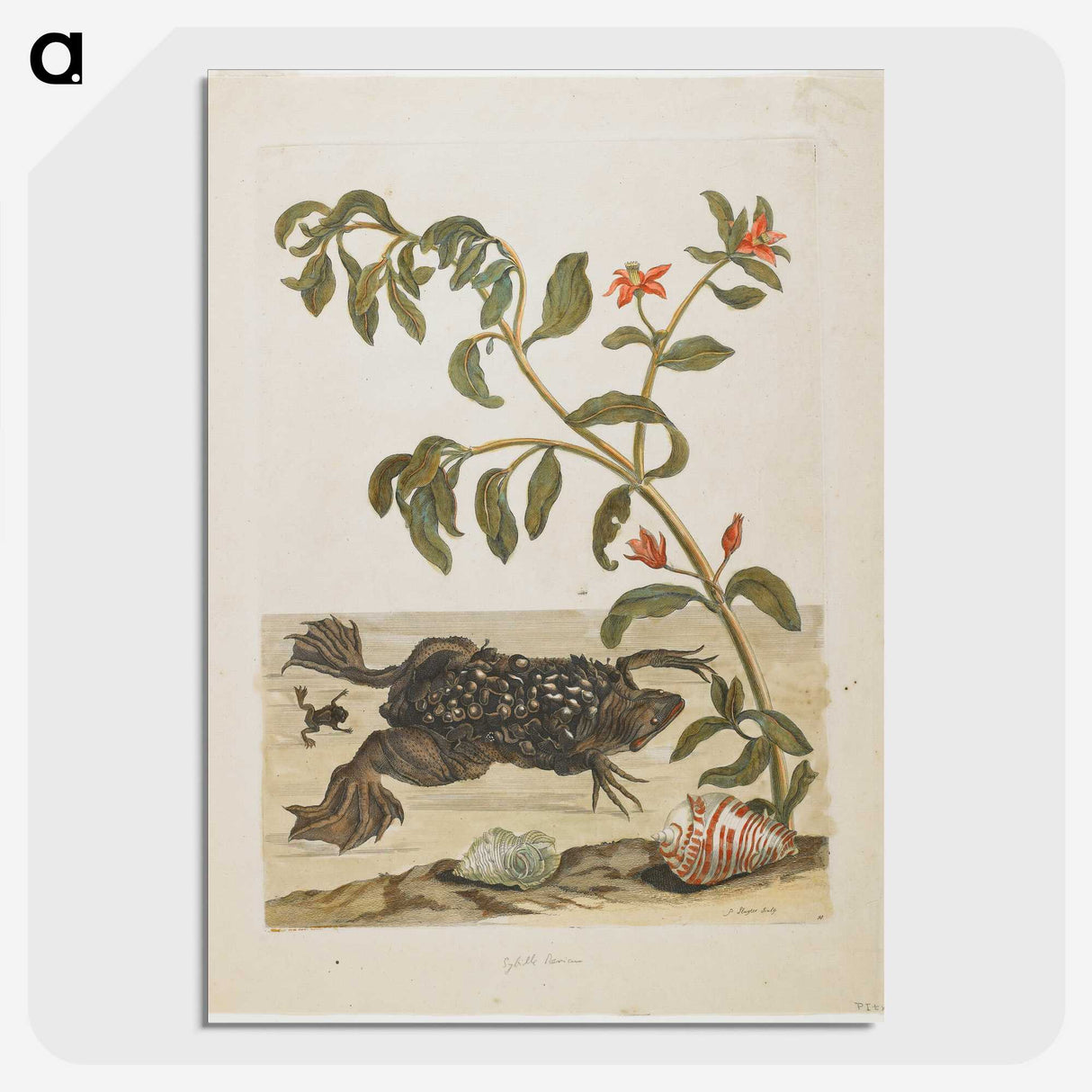 1-57_Maria-Sibylla-Merian_picture-crop