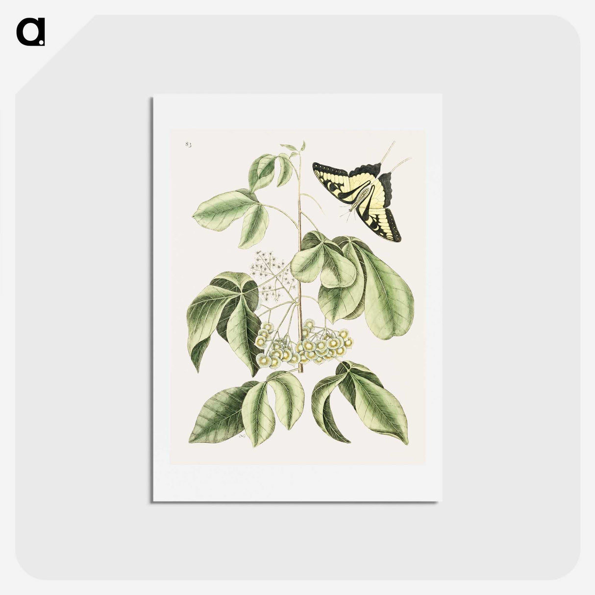 1-57_Mark-Catesby_hagaki