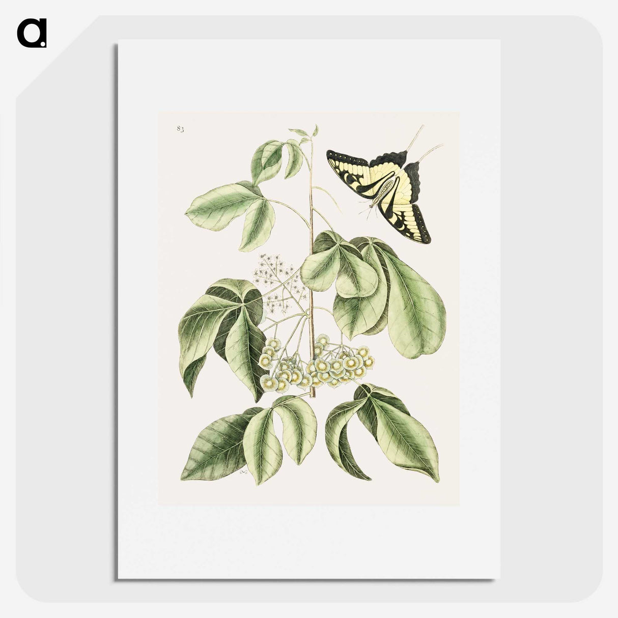 1-57_Mark-Catesby_picture
