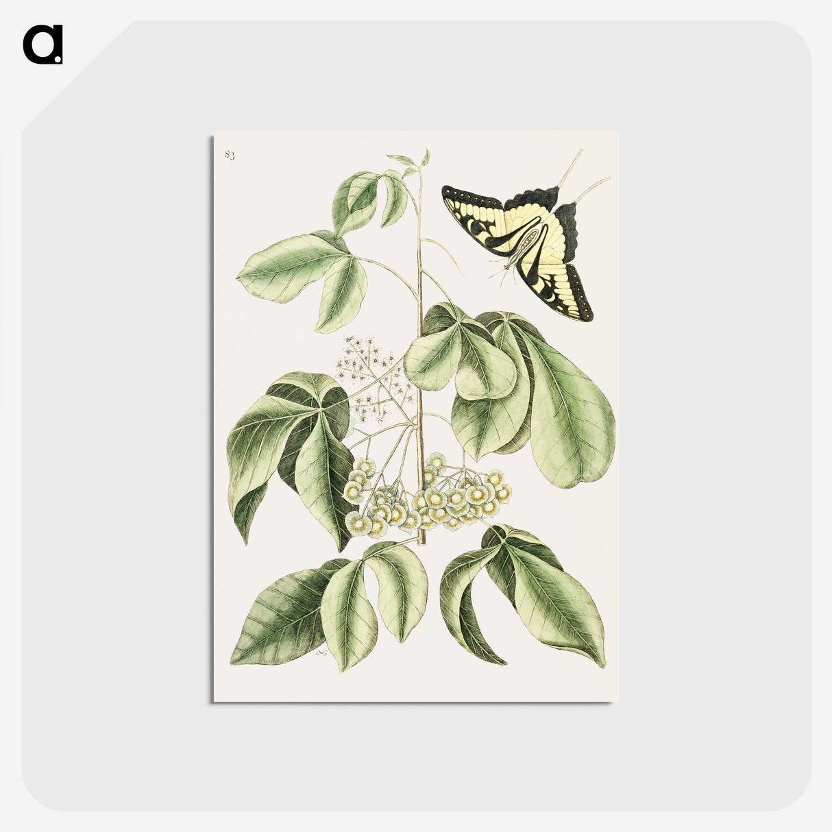1-57_Mark-Catesby_postcard