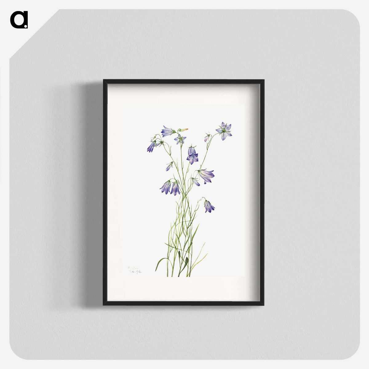 1-57_Mary-Vaux-Walcott_blk