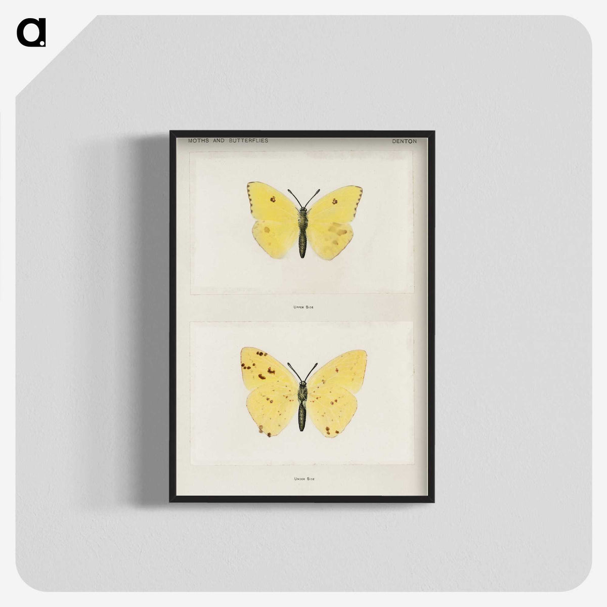 1-57_Moths-and-Butterflies-of-the-United-States_blk-crop
