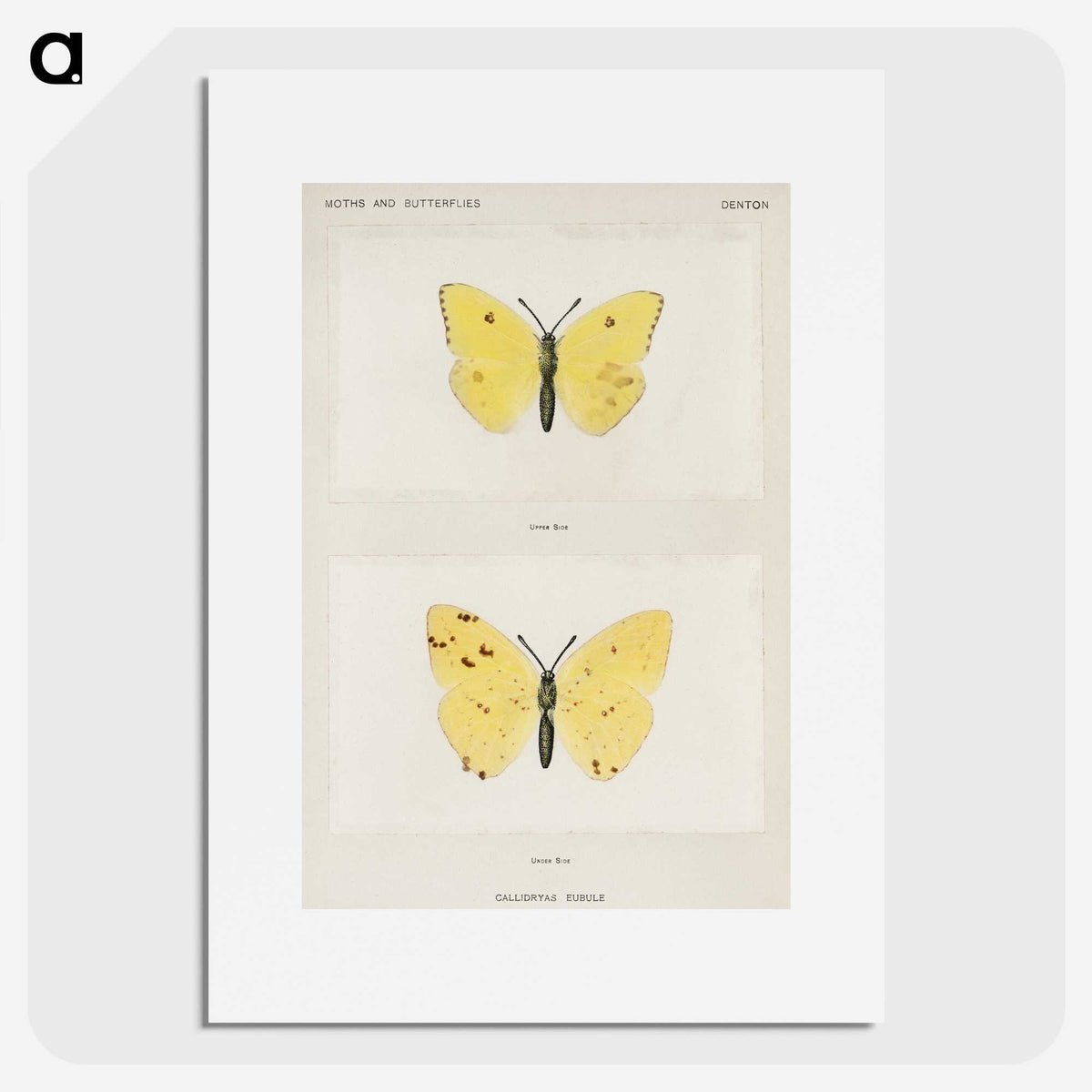 1-57_Moths-and-Butterflies-of-the-United-States_picture