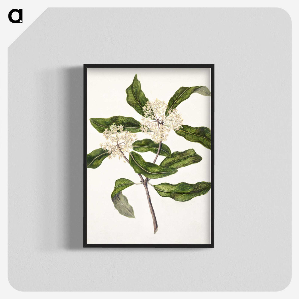 1-57_Native-Flowering-Plants-of-New-Zealand_blk-crop