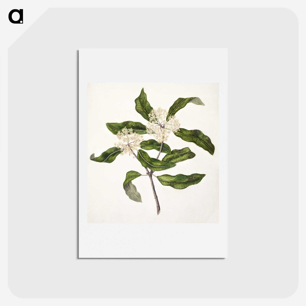 1-57_Native-Flowering-Plants-of-New-Zealand_hagaki