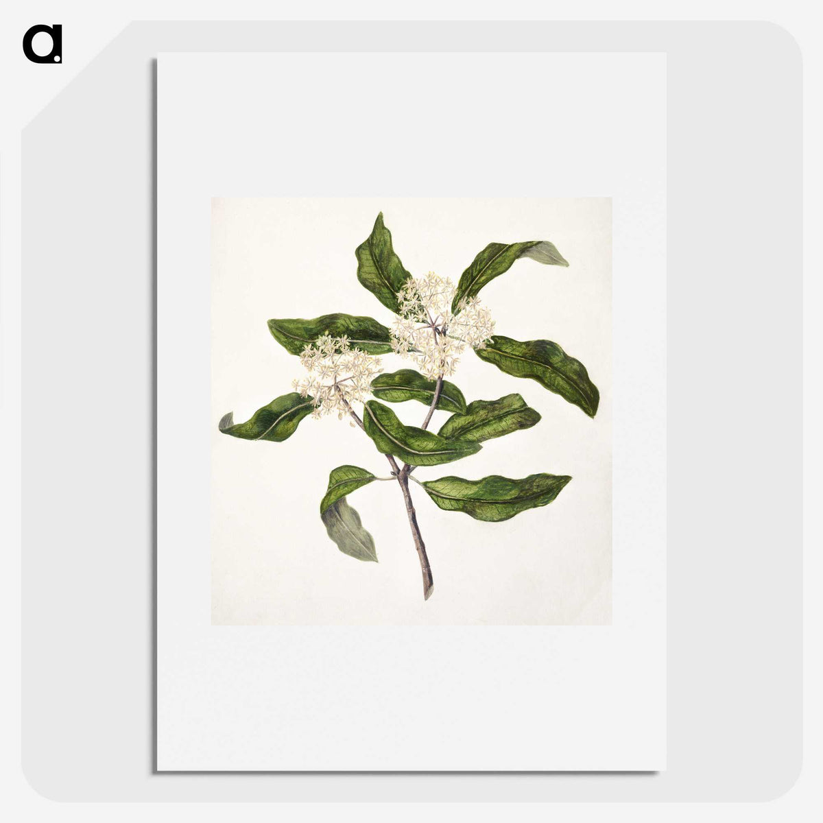 1-57_Native-Flowering-Plants-of-New-Zealand_picture