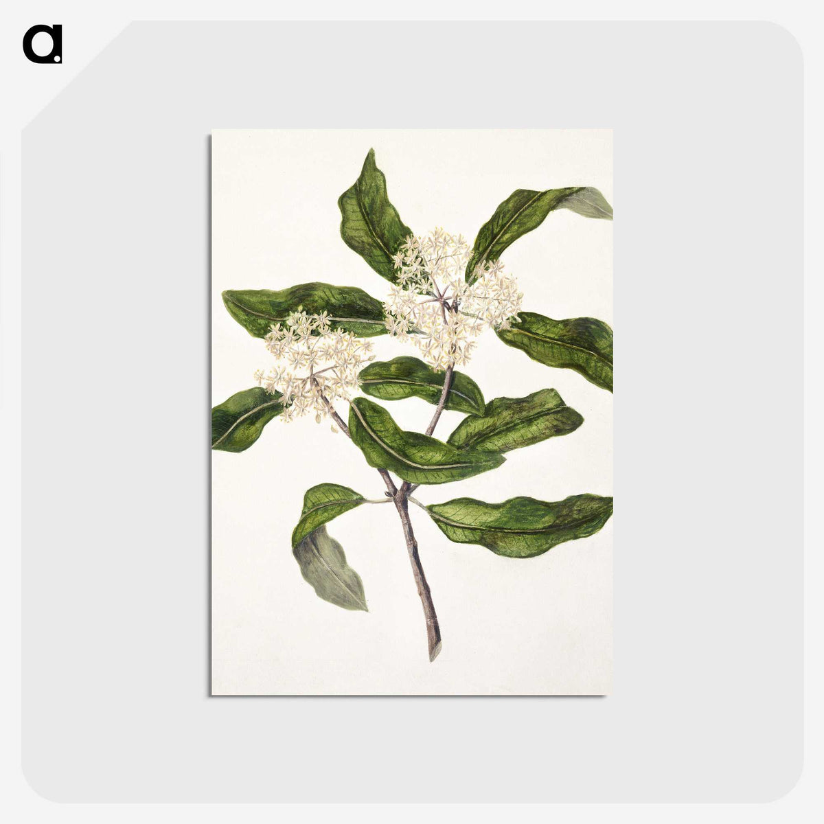1-57_Native-Flowering-Plants-of-New-Zealand_postcard