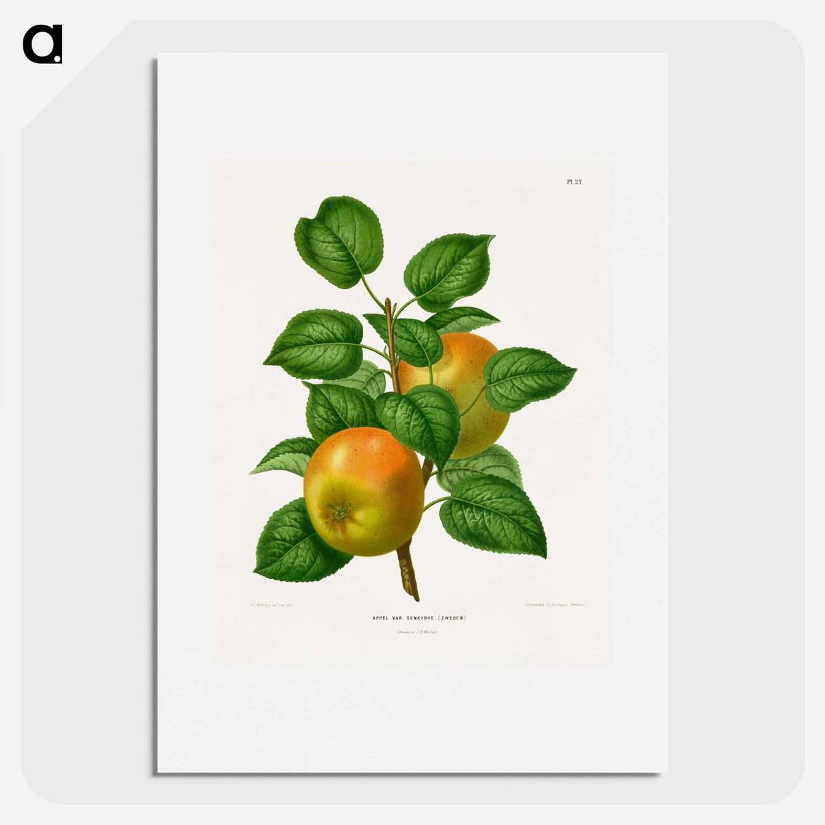 1-57_Nederlandsche-Flora-en-Pomona_picture