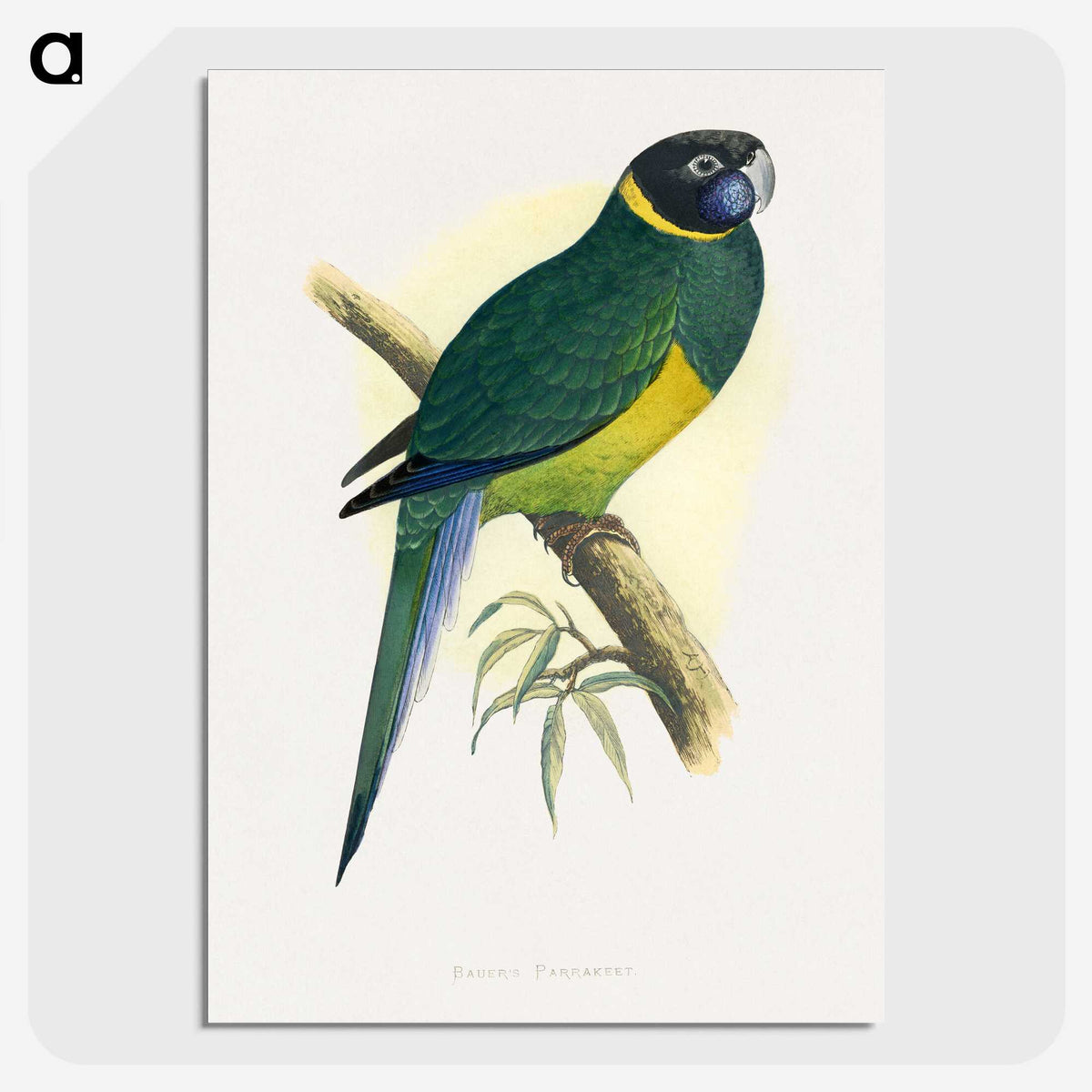 1-57_Parrots-in-Captivity_picture-crop
