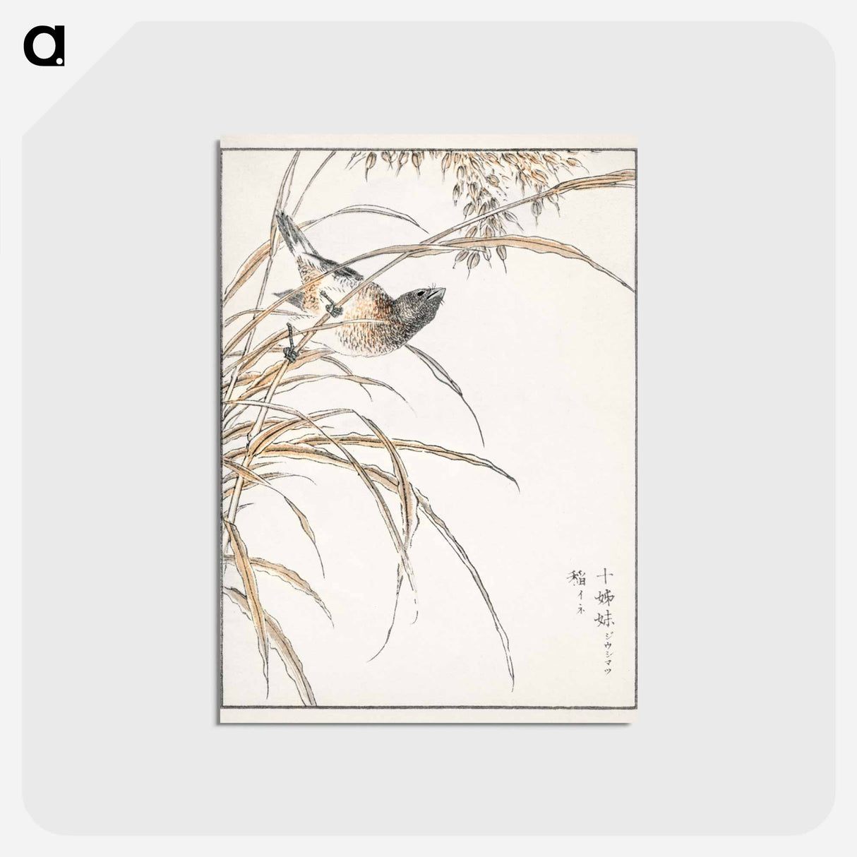 アートポストカード-Japanese Grey Bunting and Rise Plant
- 鳥類図鑑 Postcard.