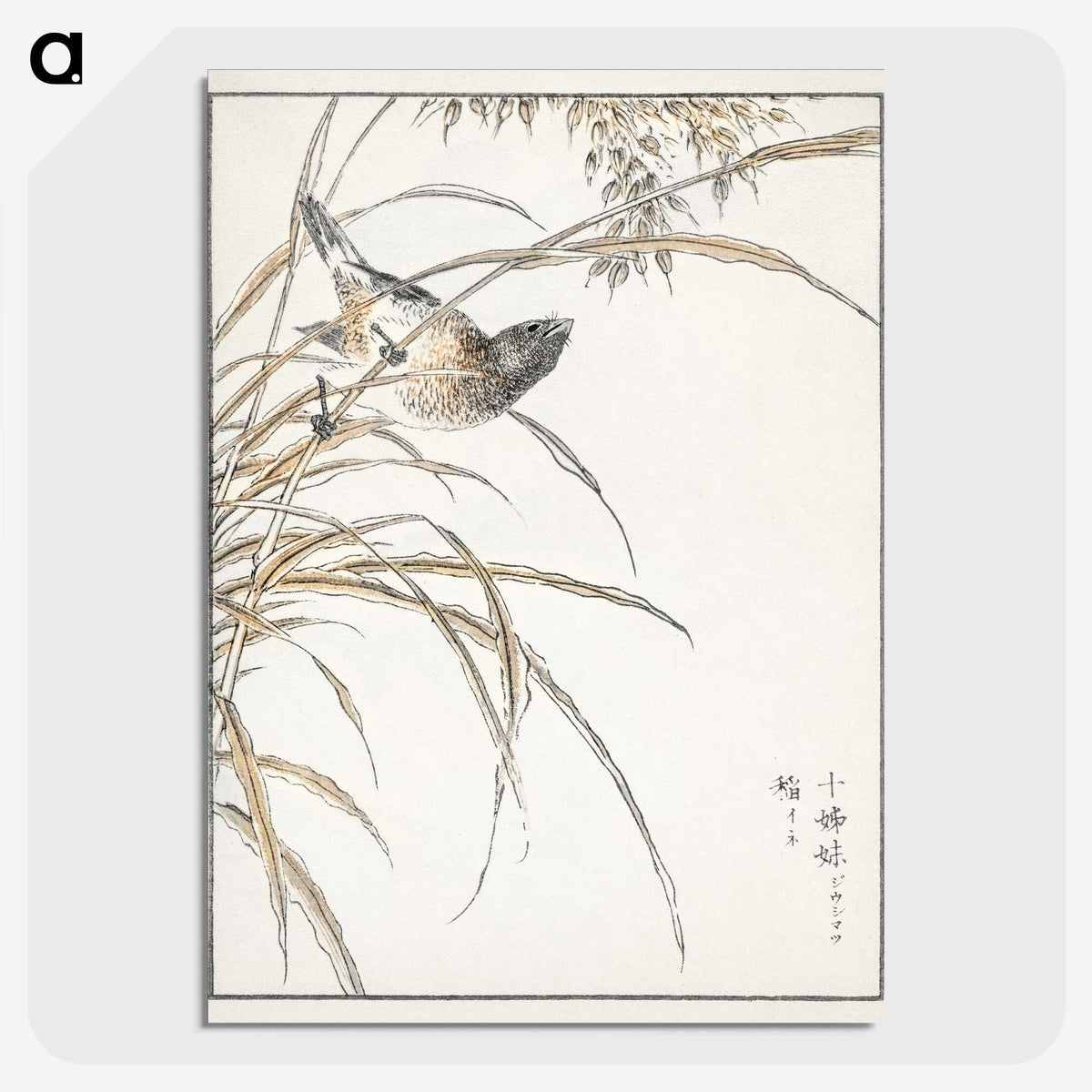 1-57_Pictorial-Monograph-of-Birds_picture-crop