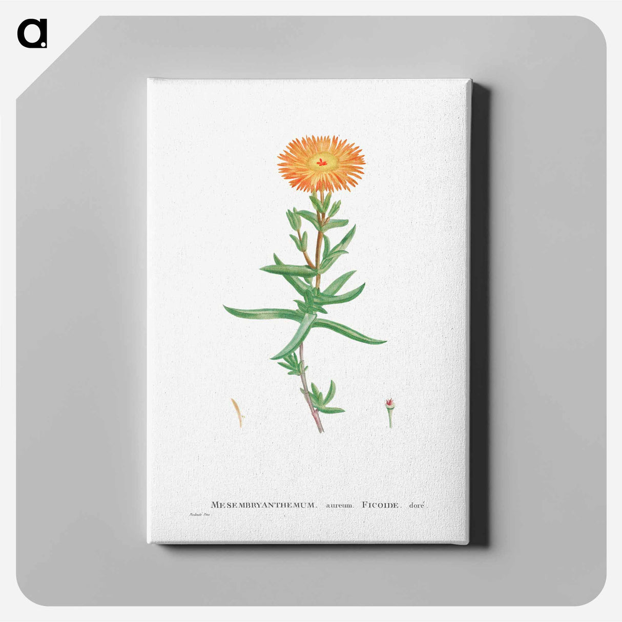 アートパネル-Mesembryanthemum Aureum (Golden Fig–Marigold) - ピエール ジョゼフ ルドゥーテ Canvas.