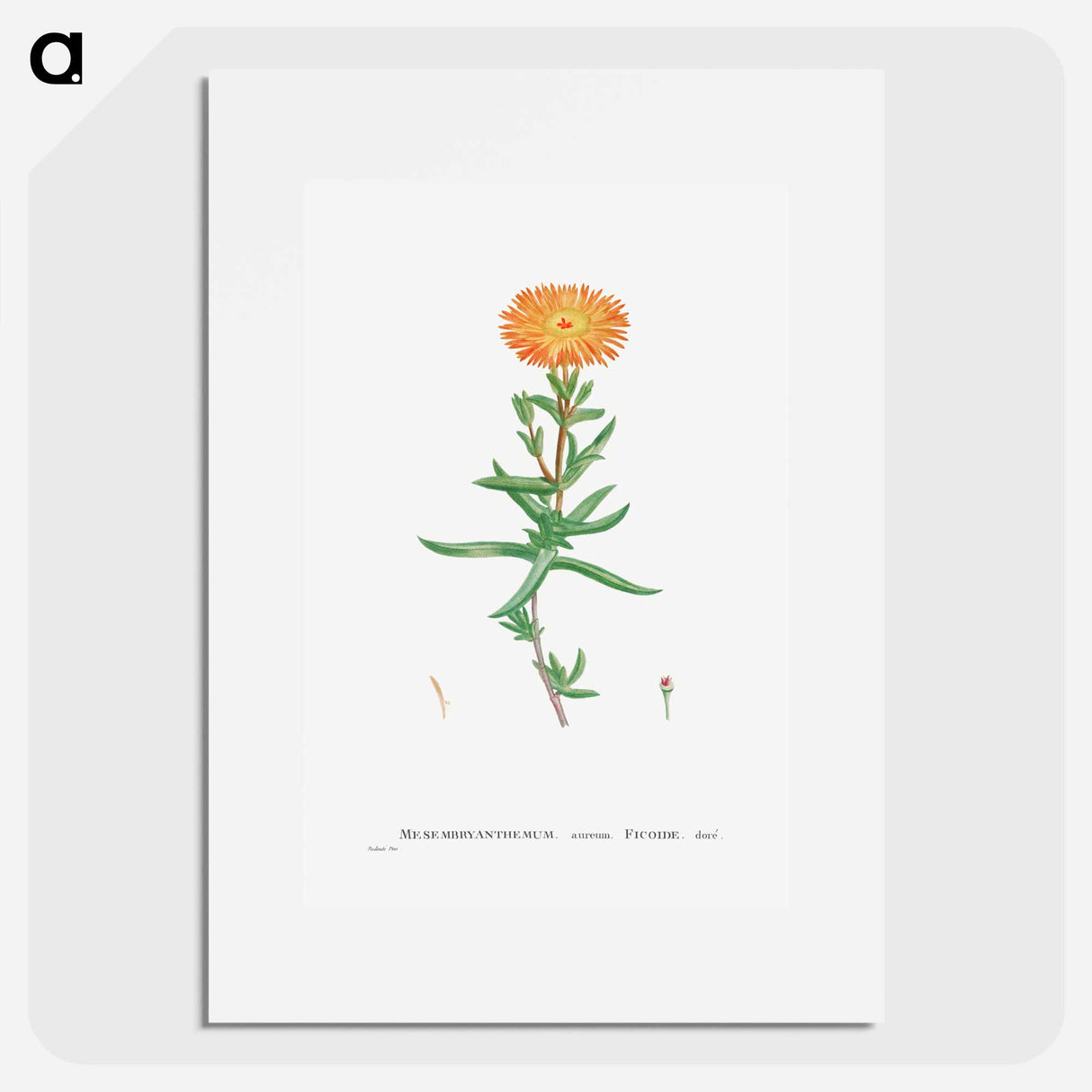 Mesembryanthemum Aureum (Golden Fig–Marigold) - Pierre-Joseph Redouté Poster.