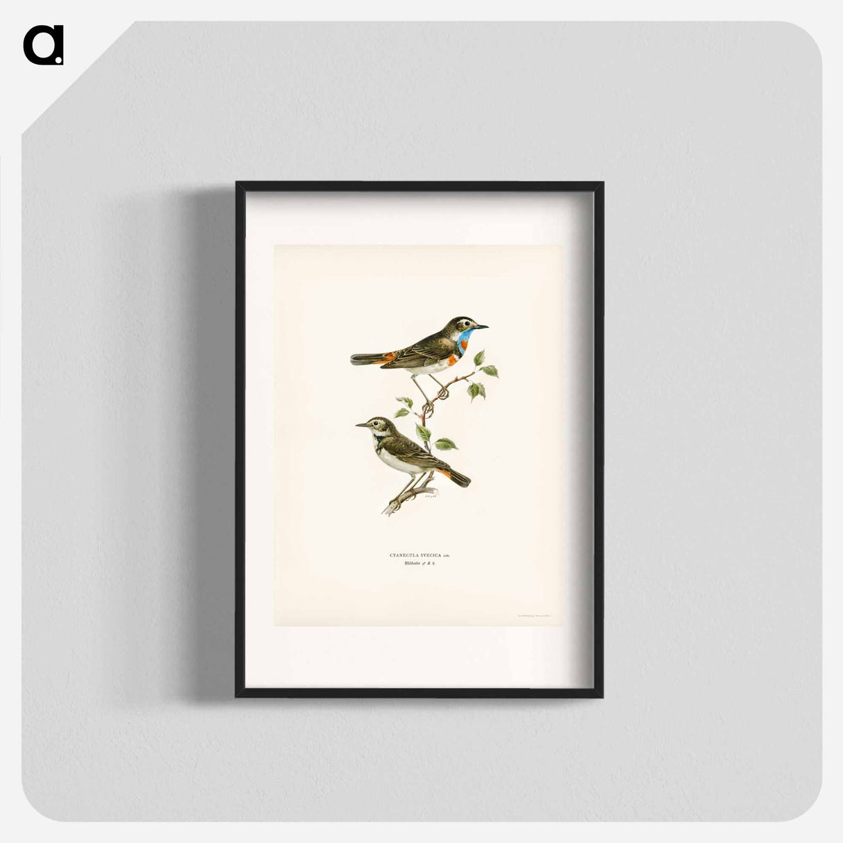 アートポスター-Bluethroat
- スヴェンスカ フォグラル Poster.