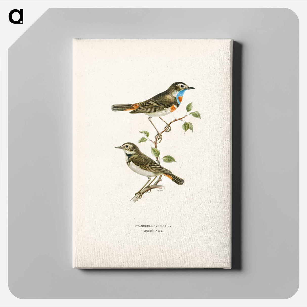 アートパネル-Bluethroat
- スヴェンスカ フォグラル Canvas.