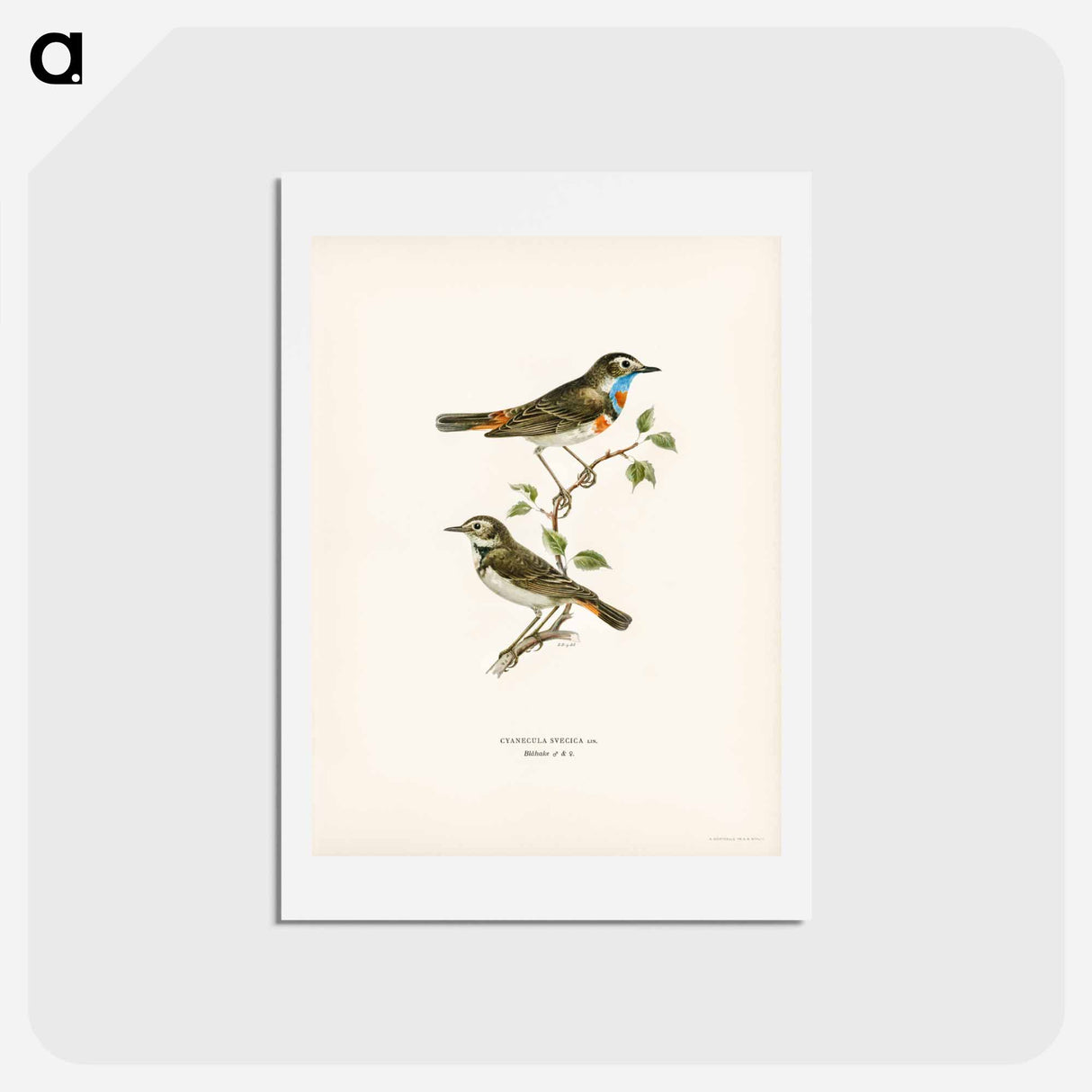 アートポストカード-Bluethroat
- スヴェンスカ フォグラル Postcard.