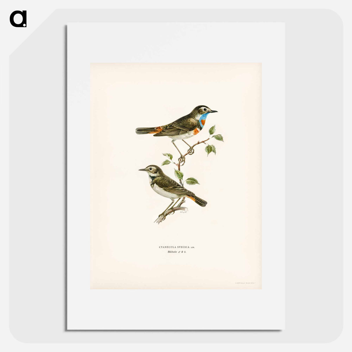 アートポスター-Bluethroat
- スヴェンスカ フォグラル Poster.