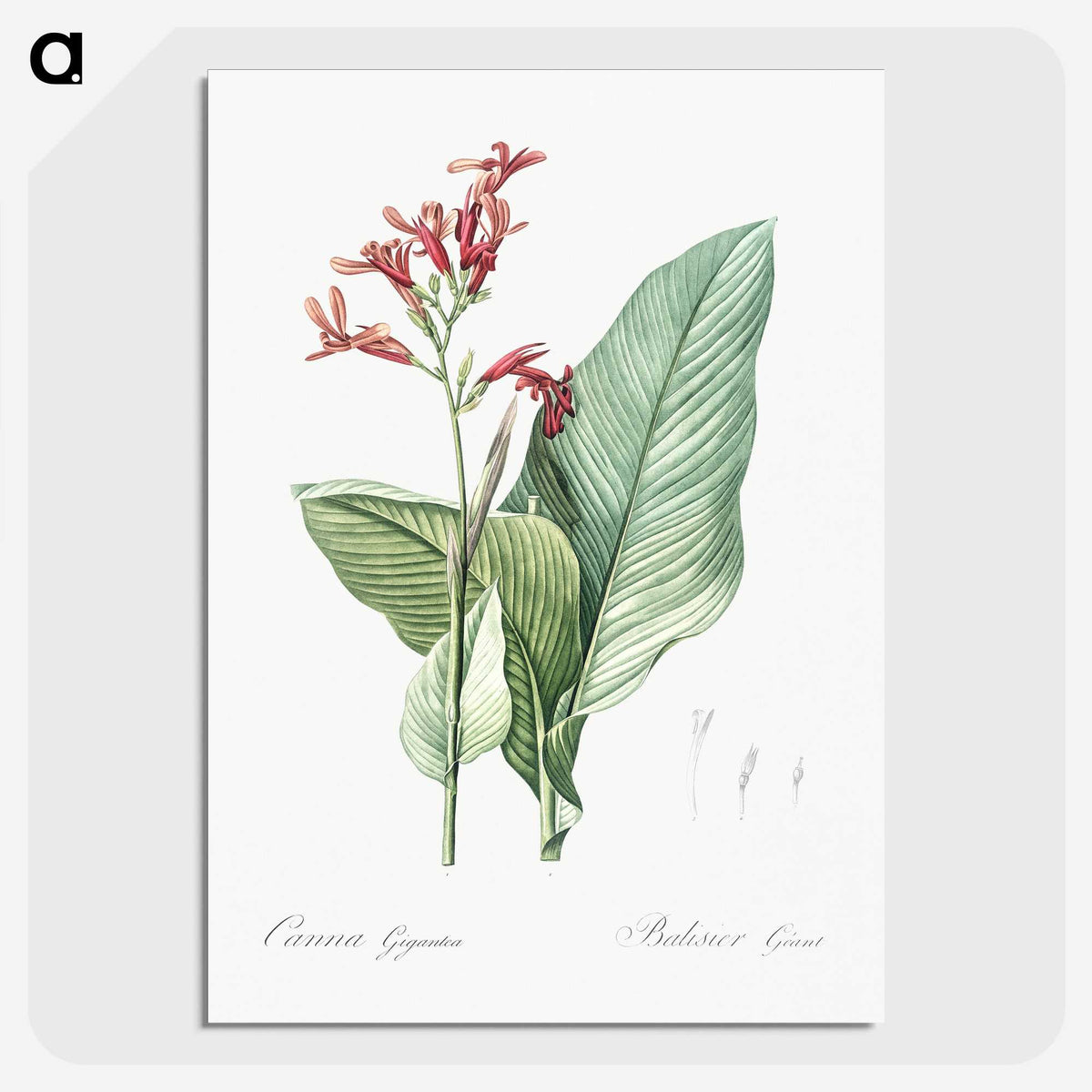 1-57_The-Lilies_picture-crop