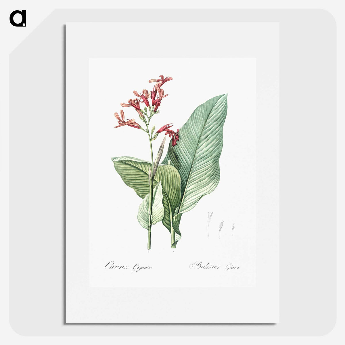 1-57_The-Lilies_picture