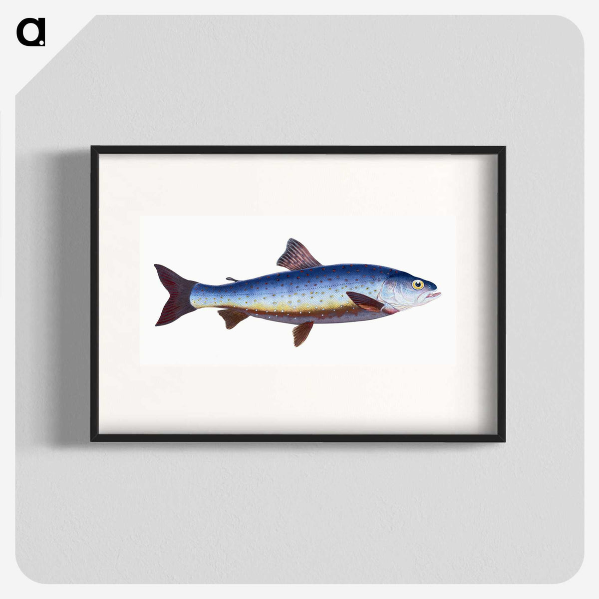 1-57_The-Natural-History-of-British-Fishes_blk