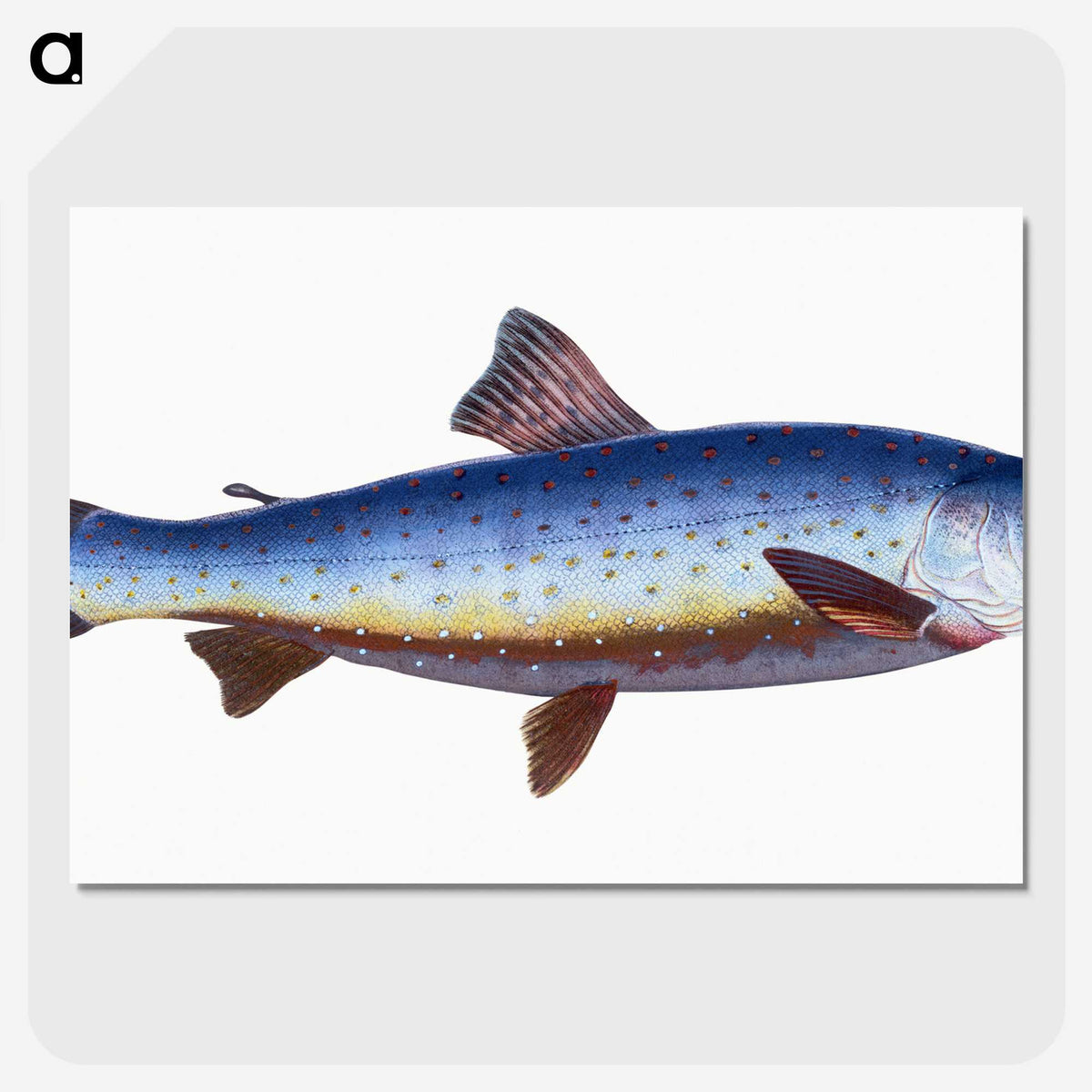 1-57_The-Natural-History-of-British-Fishes_picture-crop