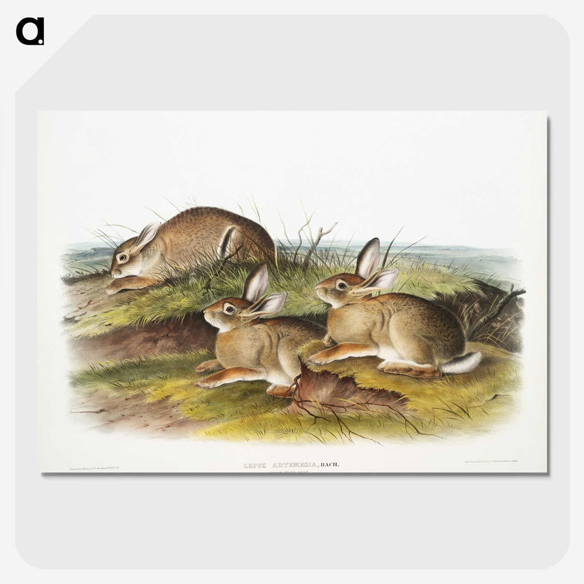 1-57_The-Viviparous-Quadrupeds_picture-crop