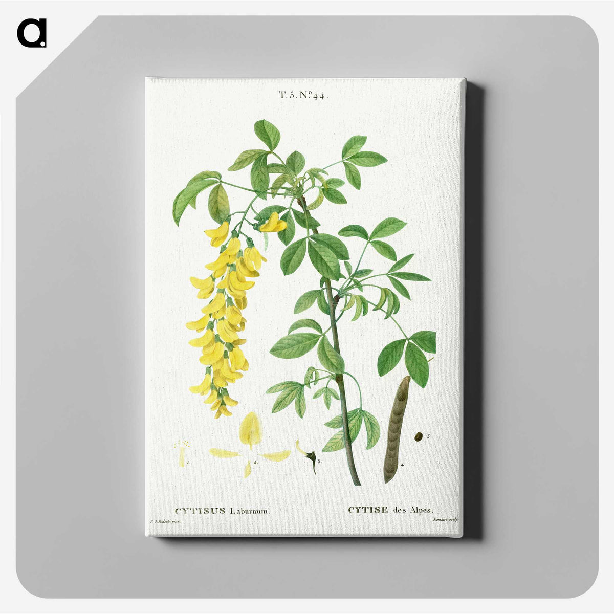 1-57_Treatise-on-Trees-and-Shrubs_canvas