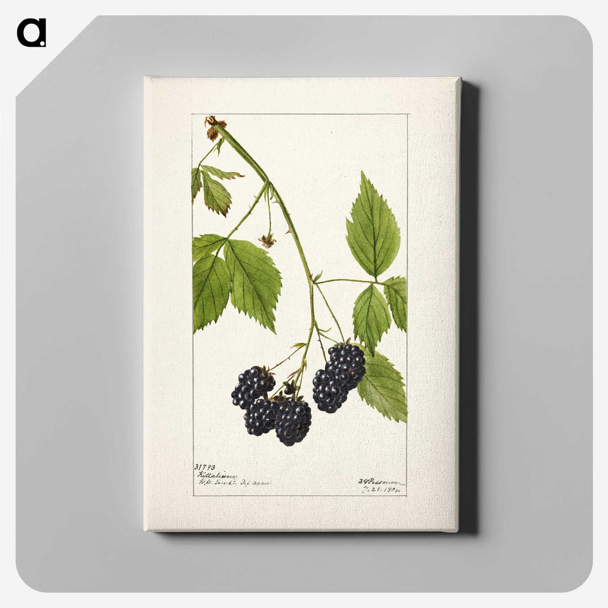 1-57_USDA-Watercolor-Fruit-Painting-Collection_canvas