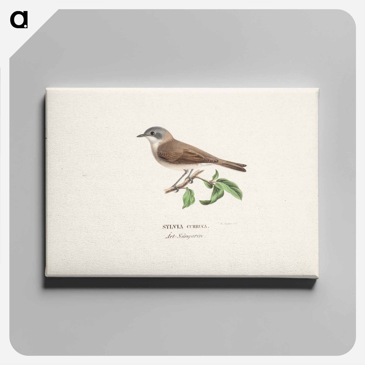 Lesser whitethroat - Wilhelm von Wright Canvas.