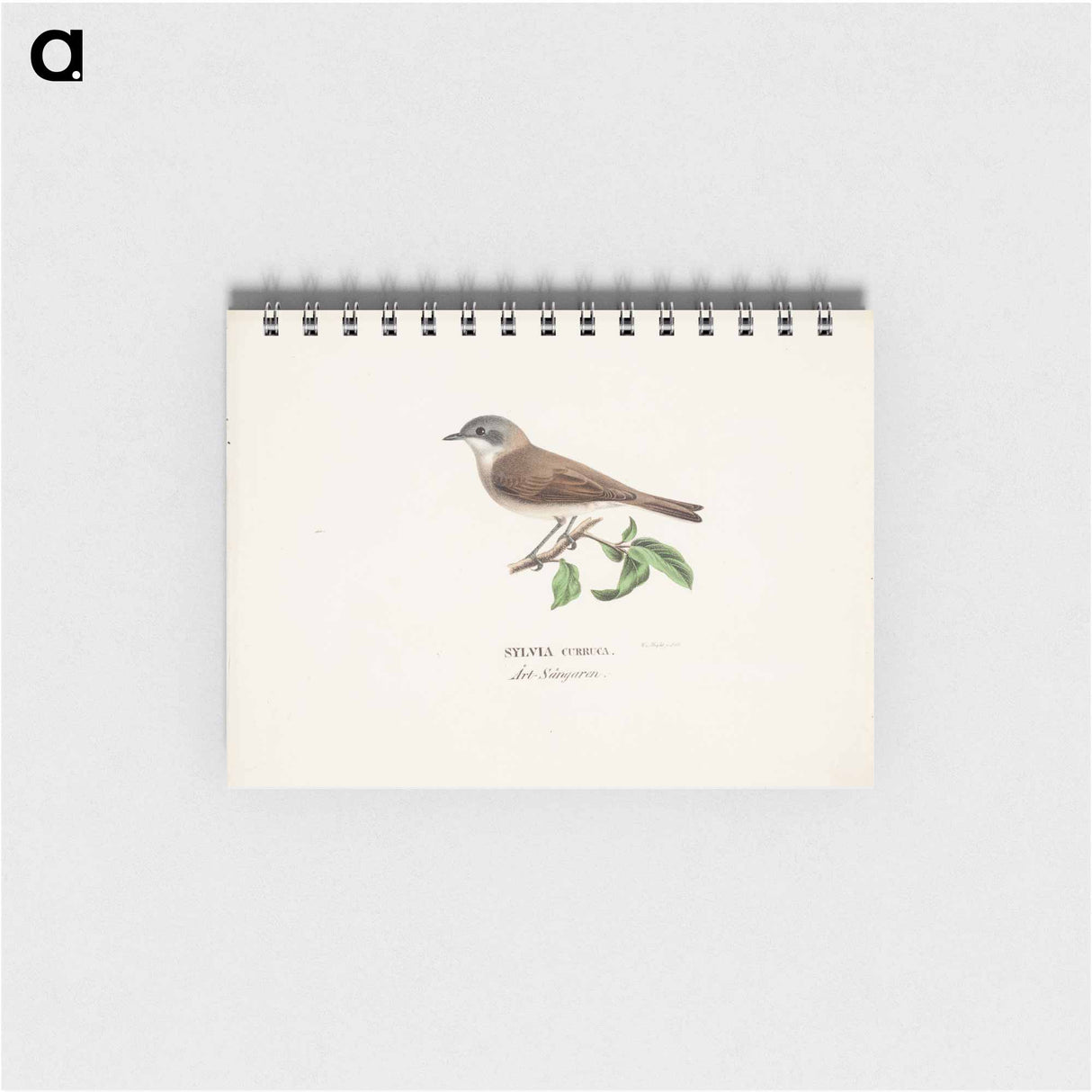 Lesser whitethroat - ヴィルヘルム フォン ライト Memo.