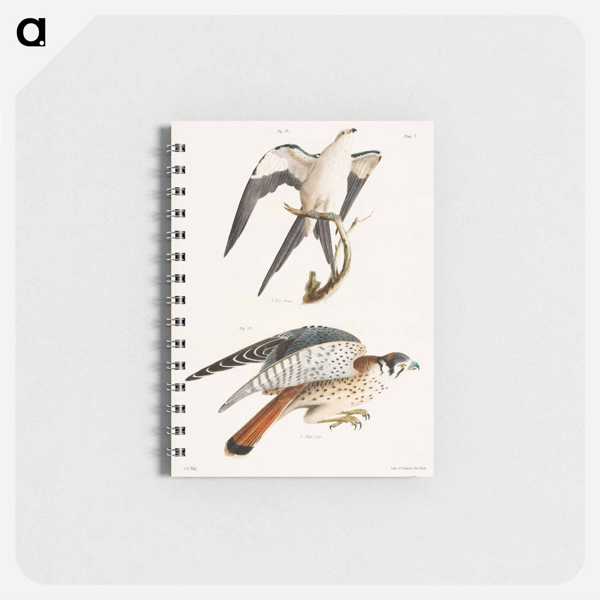 The Swallow-tailed Hawk (Nauclerus furcatus) 16. The American Sparrow Hawk (Falco Sparverius) - ニューヨークの動物学 Memo.