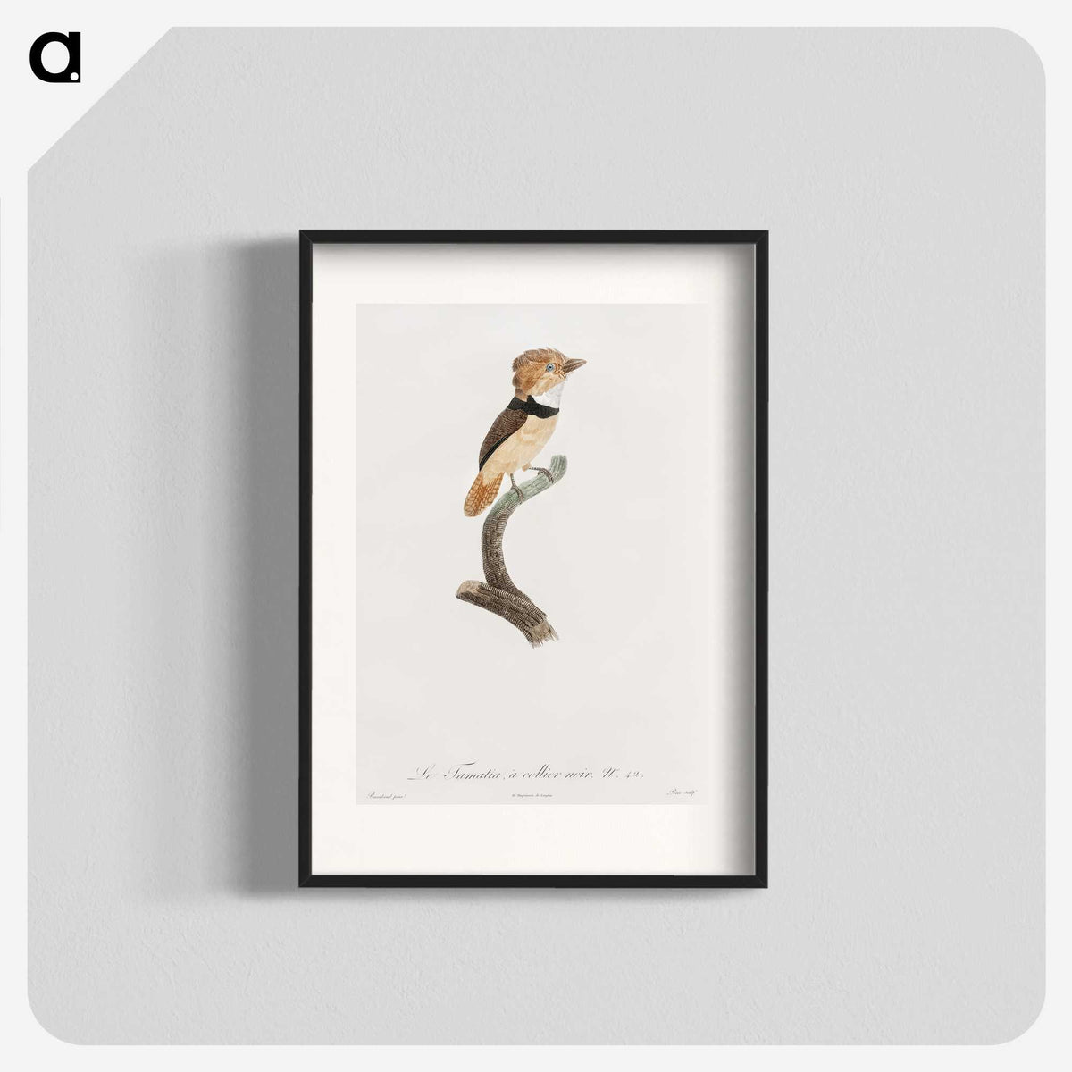 1-58_Des-Oiseaux-de-Paradis_blk